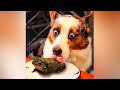 🤣 Funny  Dogs 🐶 And Cats 😻 Videos - Animals From Tik Tok - 😹 Try Not To Laugh Pets