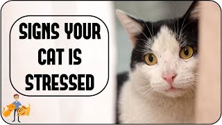 Is Your Cat Stressed? (causes + simple signs to look for)