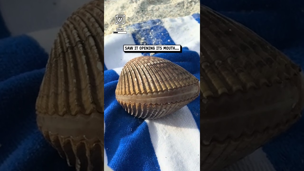 Live clam opens in front of me 😳🐚                              🎥: Collab