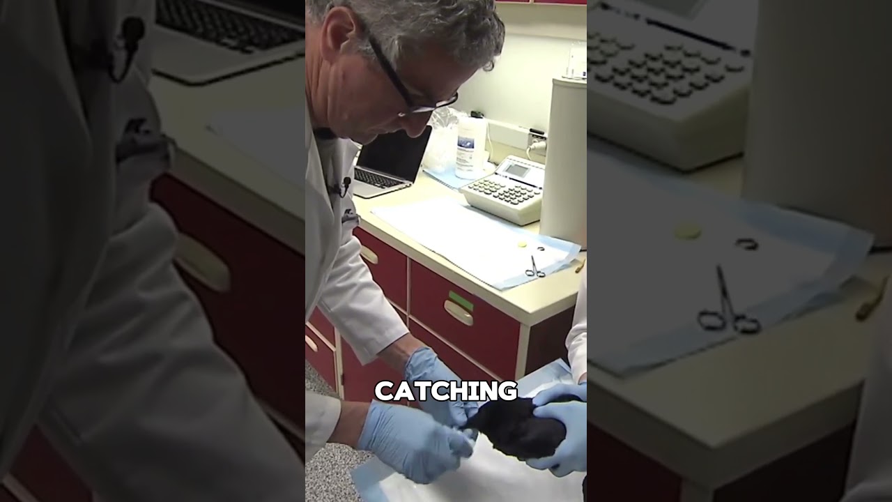 Crows Recognize Human Faces 