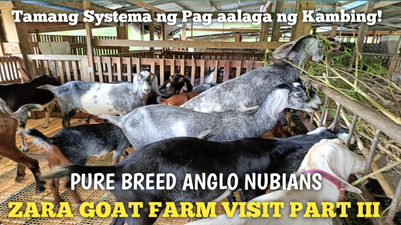 Goat Farm Visit Pag aalaga at Mga Gamot sa Alagang kambing..Zara Goat Farm