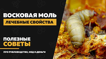 Восковая моль (огневка) — применение и лечение. Лечебные свойства, настойка