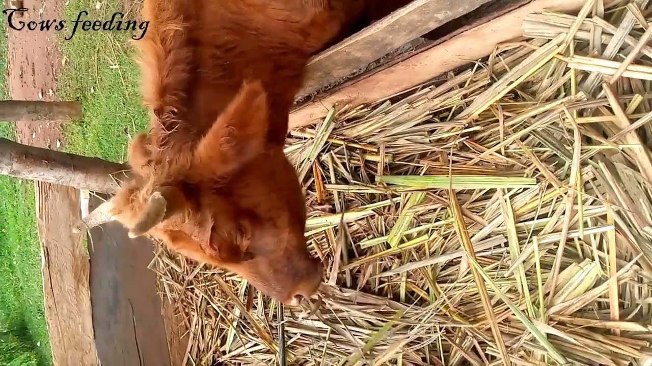 Cows feeding on sugarcane leaves