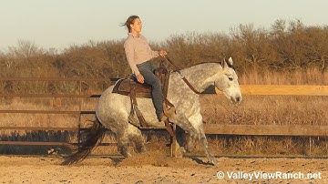 Lil Janie Cat***For info, price, etc., go to our website: ValleyViewRanch.net***
