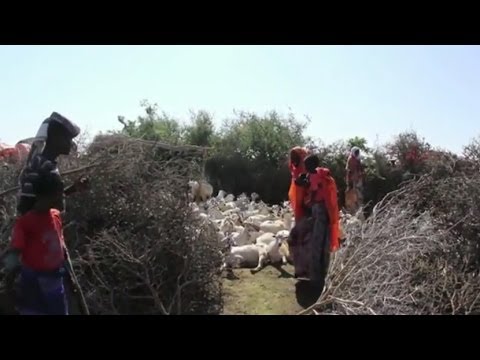Somalia: relief effort in the wake of cyclone that ravaged Puntland - Somalia: relief effort in the wake of cyclone that ravaged Puntland