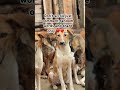Please Comment Random Words Today Donatefood Comment Rescuedog Share 