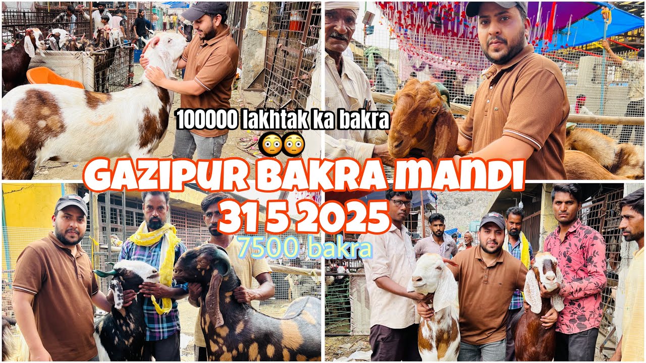 Gazipur bakra mandi