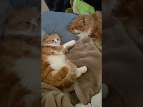 2匹手をつないで寝るネコ(まるお & もふこ) #Shorts