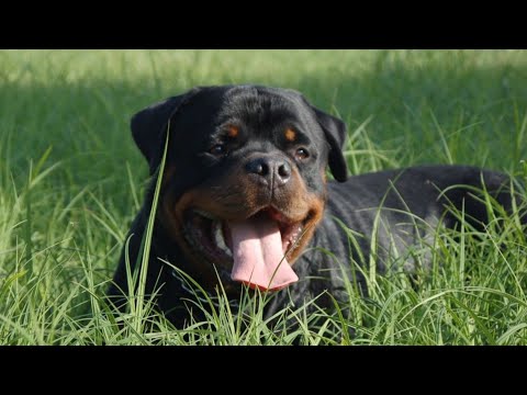 Wideo: Jak Wygląda Rottweiler