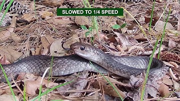 SN#7AM:  TONGUE FLICKING SPEED (Slow-Motion with Why and How Fast a Snake Did It)
