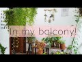 My balcony garden tour| Botanical Woman