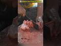 😱 Perfect Slice 🔪 #FishCutting #Shorts #KatlaFish #asmr