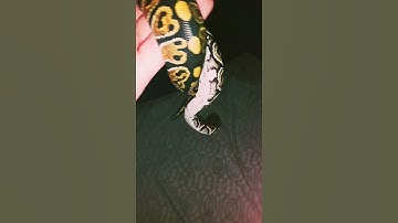 cypress trick ball python up close