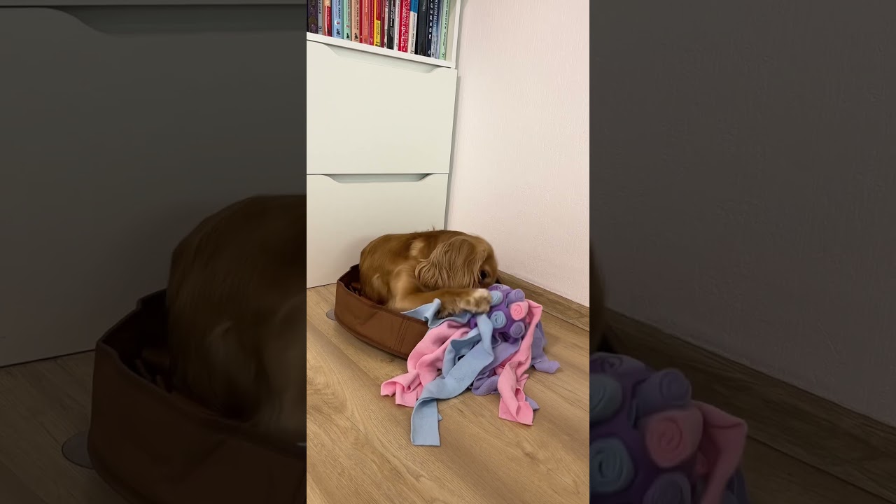 Шелдон 🆚 Лесли