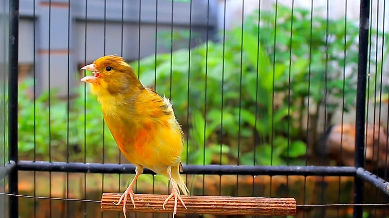 Canto de Canário Belga Que Estimula Qualquer Pássaro a Cantar!