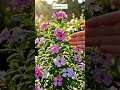 ปลูกเมล็ด EP127 แพงพวย และ Petunia #สร้างจากai #aigenerated #gardening #plants #flowers