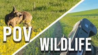 POV 2 hours wildlife photography at a rapeseed field | Canon R7