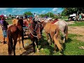 FEIRA DE CAVALOS DE BELO JARDIM PE, A PARTIR DE 250 REAIS SEGUNDA FEIRA 08/05/2023