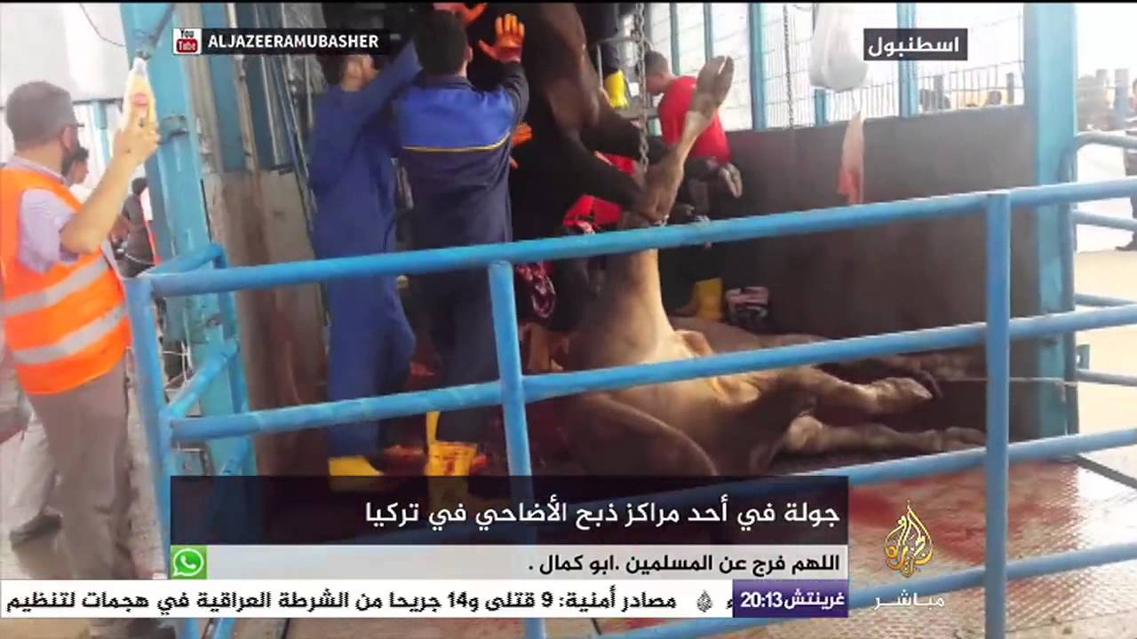 جولة في أحد مراكز ذبح الأضاحي في تركيا