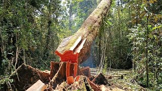 tebang kayu besar#detikdetik tumbangnya pohon terpanjang #videoviral#videopopuler#kabmappipapua