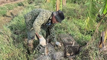 Hai vợ chồng miền bắc săn chuột đồng vụ mùa và cái kết/t10