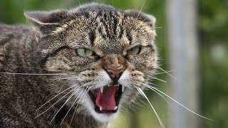 Male Cat Calling Female | Male Cat In Heat Sounds | Male Cat Mating Call Sound