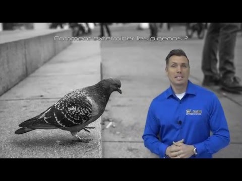 Vidéo: Comment Chasser Les Pigeons