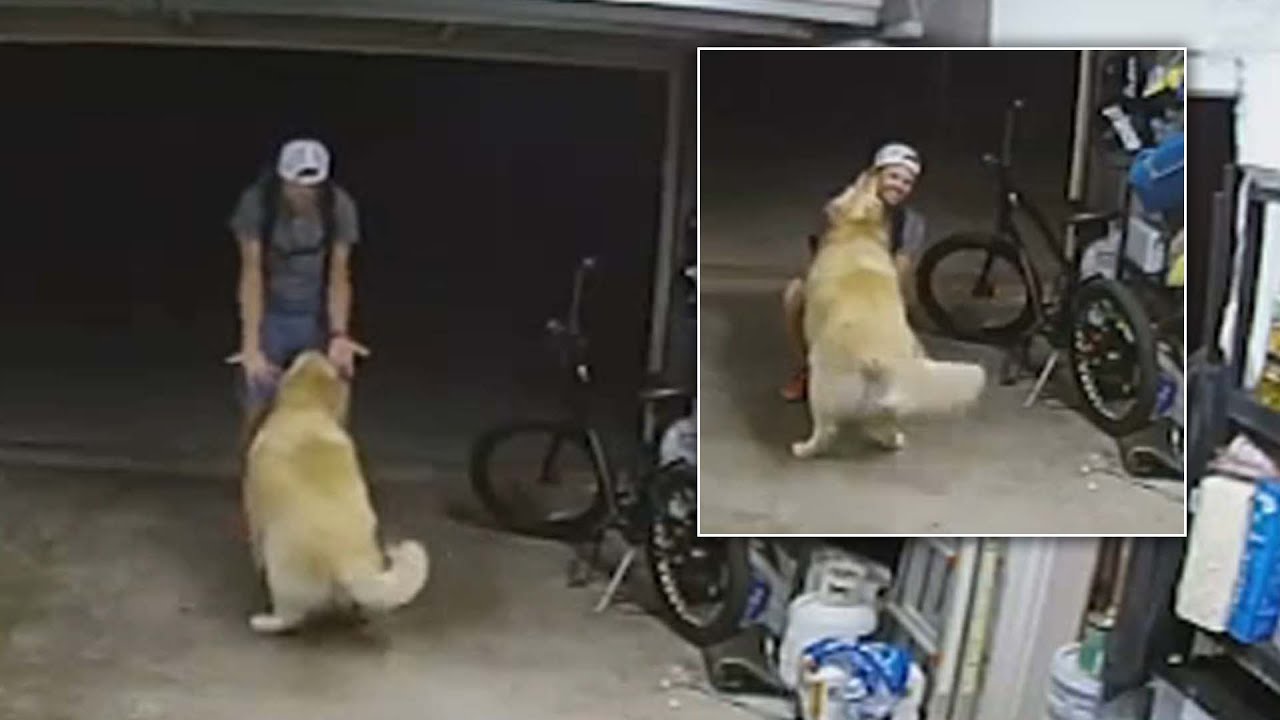 Golden Retriever befriends electric bike thief, stopping him for belly