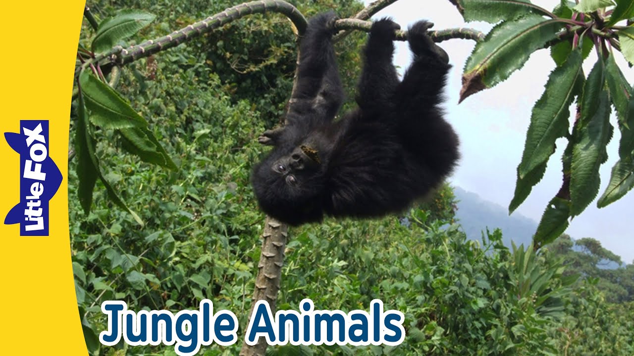Jungle Animals! 🏝️🐯 Meet Komodo Dragons, Gorillas, Tigers & More! | Little Fox
