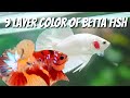 9 layer colors of betta  basic betta color knowledge