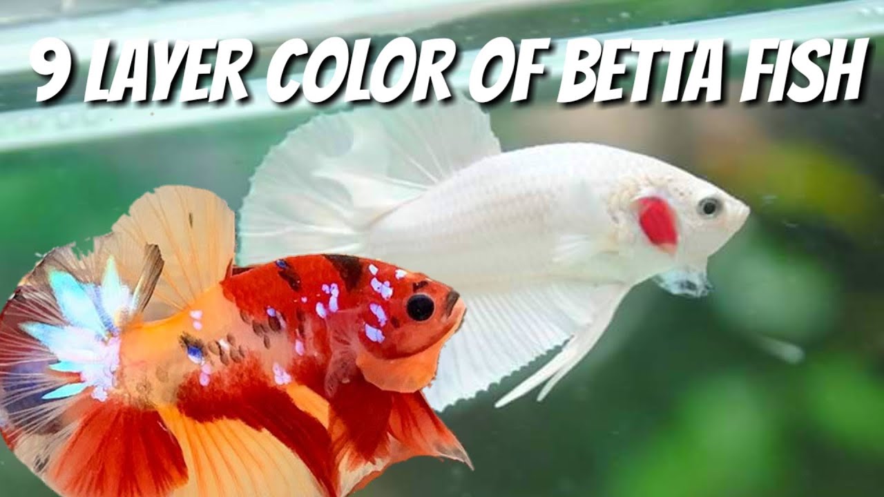 Betta Color Chart