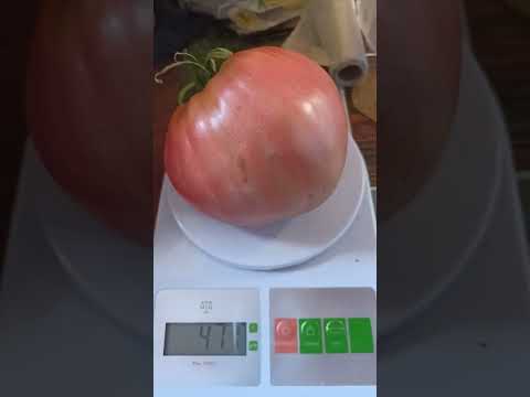 Томат Бычье сердце.
