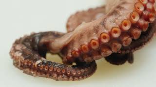 How Long Can an Octopus Live Out of Water?
