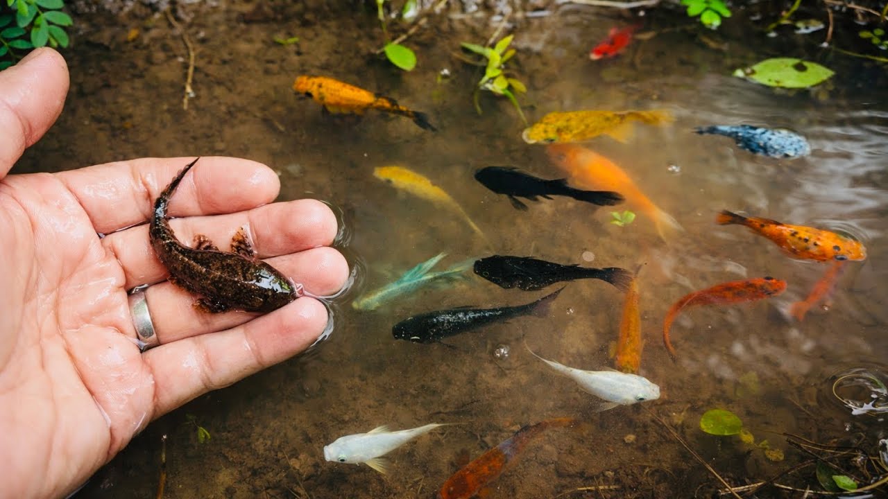 Wadidaw! Serok Ikan Hiu Kecil, Ikan Guppy, Ikan Cupang, Ikan Koki dan Ikan Mas 😱