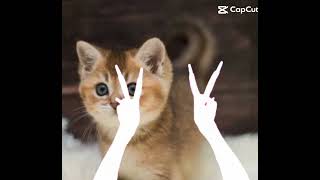 hkkk