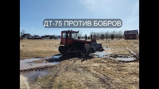 Трактор ДТ-75 против бобров / Жизнь в деревне