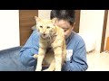 トラ吉から"黒蜜"の匂いがしたので嗅がせてみた
