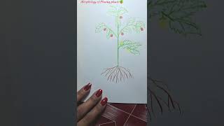 Morphology of Flowing plants 🪴 #diagram #drawingideas #shorts