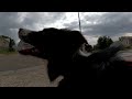 Short walk with my Border Collie in neighborhood