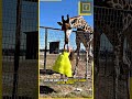 giraffe  #funny #wildlifeentertainment #animalhumor #animalfacts #wildliferescue #cute #animals