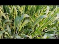 Wheat crop cultivation / wheat farming / wheat / wheat crop