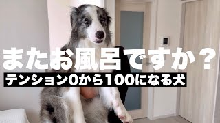 お風呂から上がるとハイになるボーダーコリー　｜お風呂嫌い｜ドライヤー嫌い by サスケん家 751 views 7 months ago 5 minutes, 11 seconds