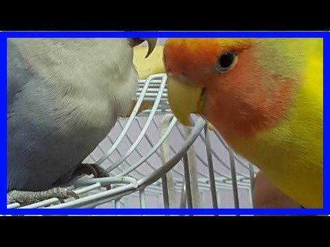 Video: Lovebird Courtship and Mating: What We Learned