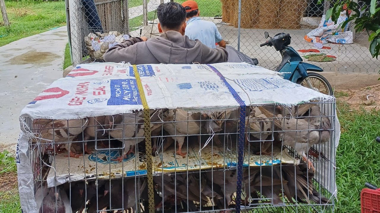 thực hư việc nuôi bồ câu sẽ ăn luôn sổ đỏ có thật sự lời không. Trại Thế phong 0978455670.