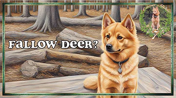 Finnish Spitz Meets Wild Deers