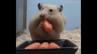 @mindtechnorms2517 @Kisse_Kadhai_De @Animal_Joy_World @ShaanzaybyKhushi @WealthWise-m1o 