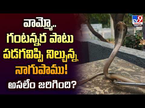 వామ్మో...గంటన్నర పాటు పడగ విప్పి నిల్చున్న నాగుపాము....అసలేం జరిగింది? - TV9