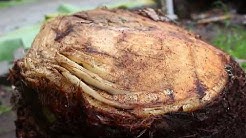 Contoh Resep Makanan Dari Bonggol Pisang Tutorial Kreasi 