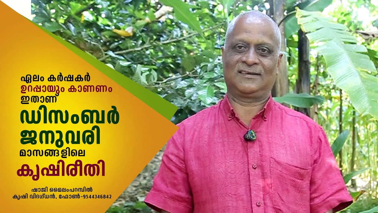 ഡിസംബറിലെ ഏലം  കൃഷി രീതി... I  കർഷകർ ഉറപ്പായും കാണണം I CARDAMOM IN DECEMBER I SHAJI MAILM PARAMBIL