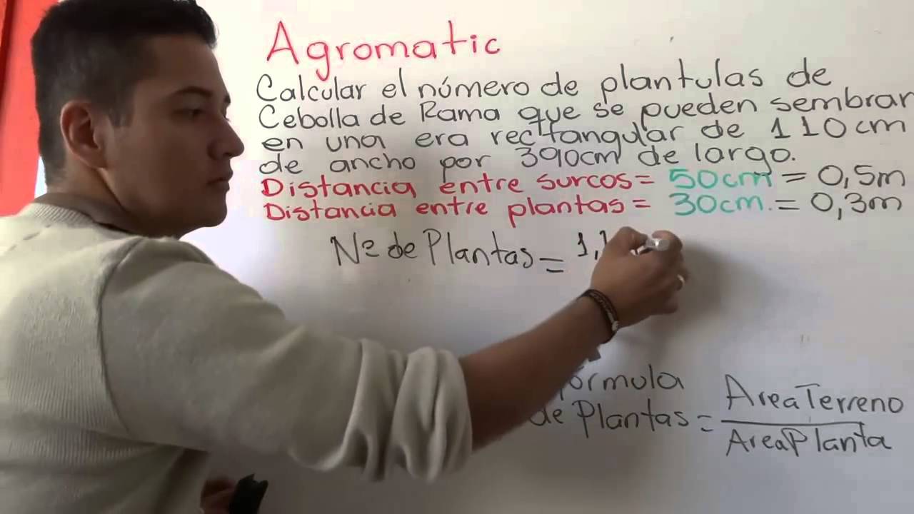 Explicacion como calcular el numero de plantas en una era (cultivo o huerto IE Naranjal) YouTube Explicacion como calcular el numero de plantas en una era (cultivo o huerto IE Naranjal) YouTube